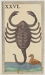 Historical Minchiate di Firenze card 26 depicting Lo Scorpione, Scorpio